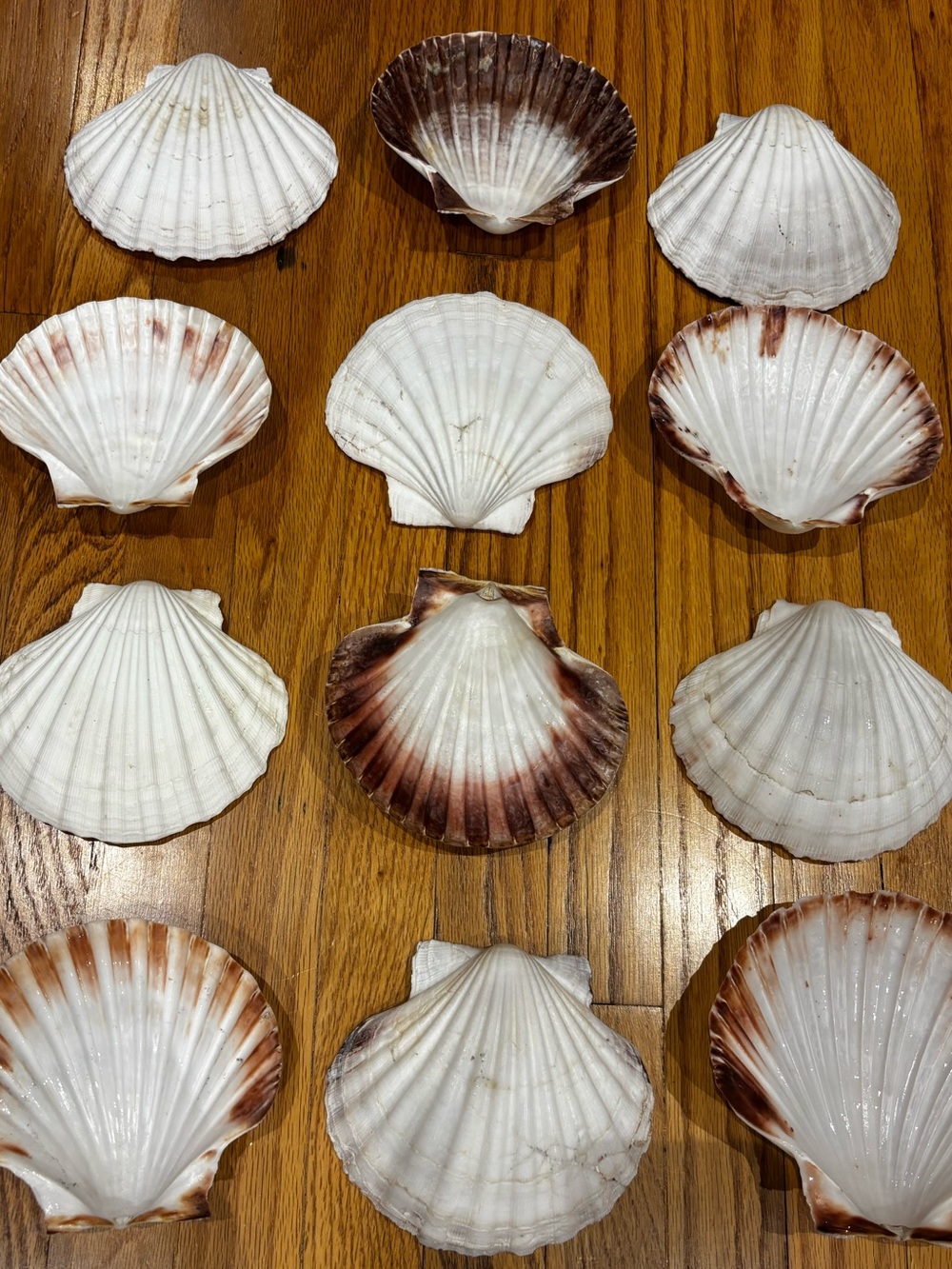 Large Natural Scallop Seashells - White with Brown Accents (Set of 12)